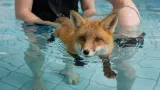Fox Left For Dead Now Kicking Legs In Hydrotherapy Pool, Here’s How He Survived