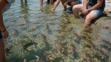 Chesapeake Bay Blue Crab Numbers Surge 46% In Stunning Comeback After Decades Of Decline